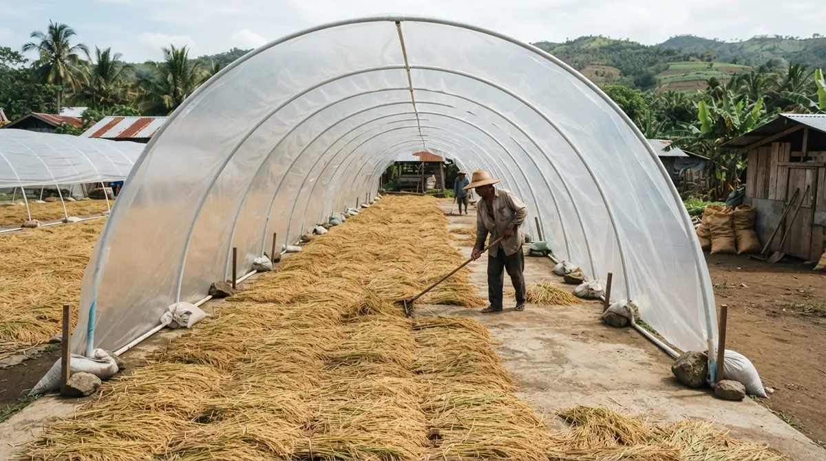 Golden rice stalks drying under a curved plastic tunnel structure in a sunlit field.
